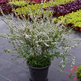 �ͺ�ѩ��ֲ�ѩ�������Ի��ܾGֲ����÷������ͥԺ����ѩ������