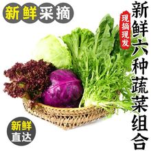 新鲜蔬菜沙拉组合套餐红叶苦菊罗马绿毛球生菜紫包菜混合沙拉食材