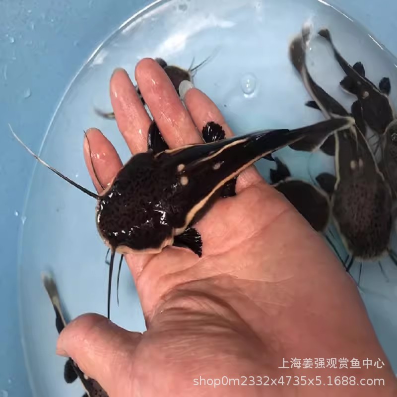 招财猫鱼狗仔鲸鱼红尾鲶鱼清洁黄金猫热带鱼大型观赏鱼配龙鱼活体