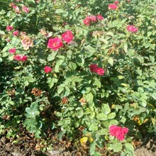 萧山批发丰花月季 各种规格 工程 庭院 当年开花量大优惠物美价廉