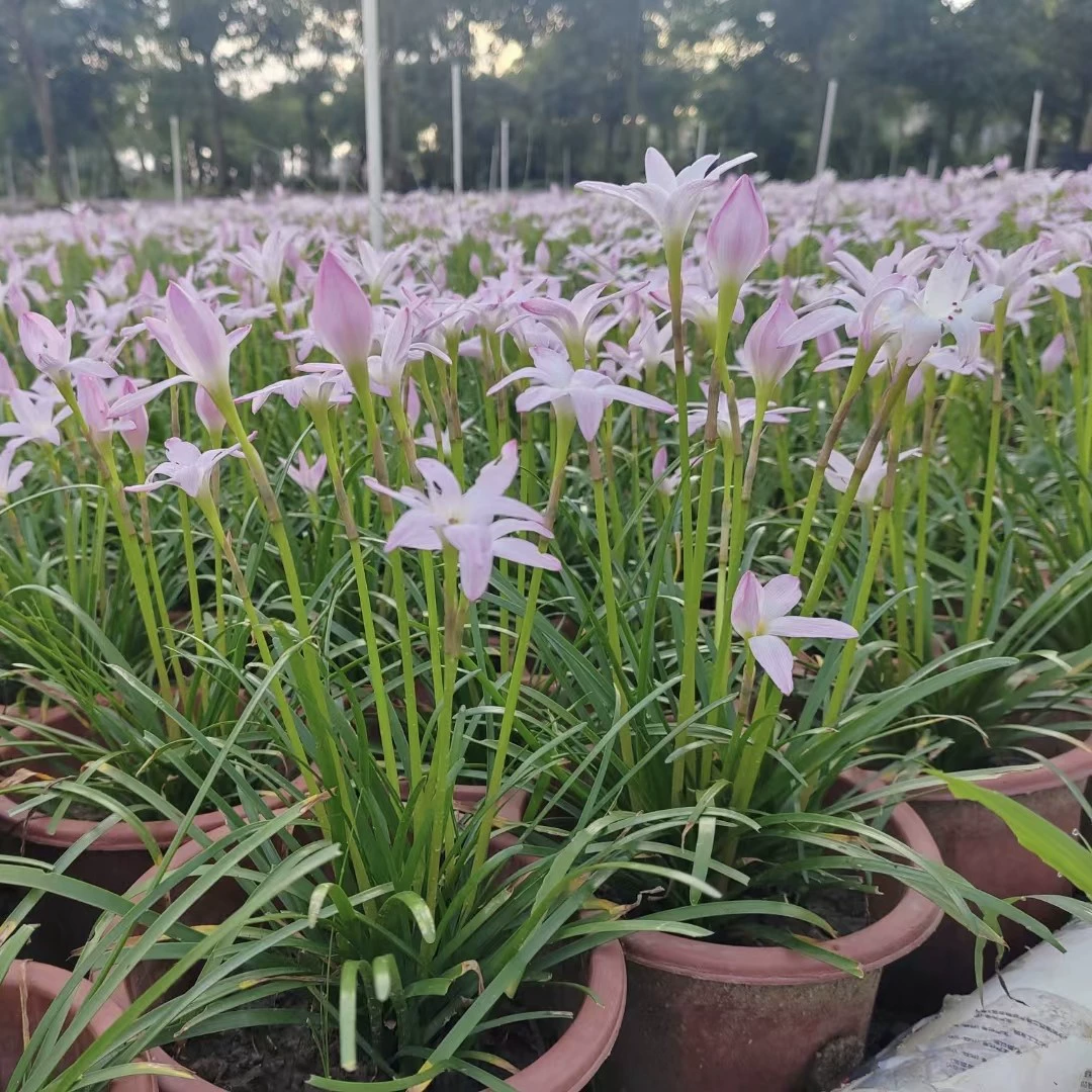 2408 база оптовая поставка импортных ветряных и дождевых орхидей