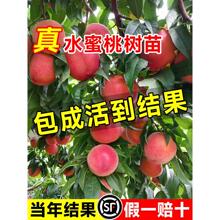 水蜜桃果树苗嫁接黄桃树苗南方北方种植树苗桃子树水果苗当年结果