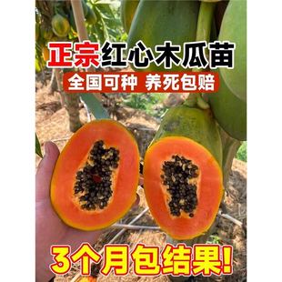 �ļ�ľ�Ϲ��������Ǽt��ˮ��ľ���ش������ͥԺ�ϱ����Nֲ����