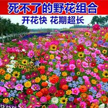 野花组合四季开花波斯菊格桑花百草花种庭院绿化花海花籽易活四季