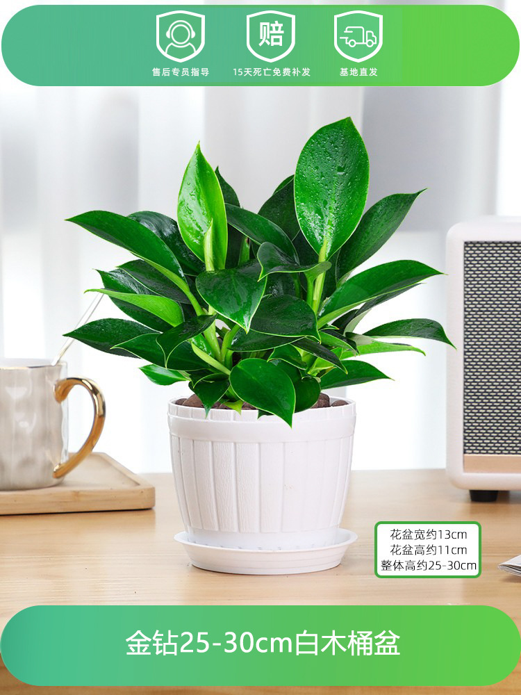 골든다이아몬드 25-30CM [백목통대야] + 영양액