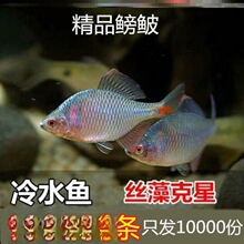 鳑鲏鱼观赏鱼冷水鱼原生鱼七彩旁皮鱼高体旁皮小型淡水鱼好养