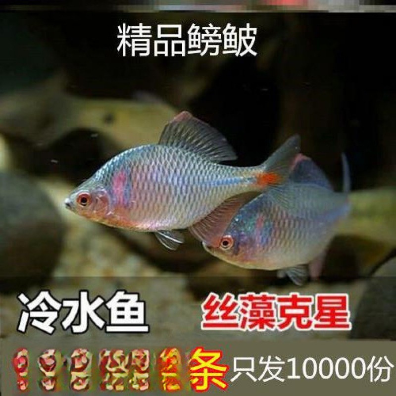 鳑鲏鱼观赏鱼冷水鱼原生鱼七彩旁皮鱼高体旁皮小型淡水鱼好养