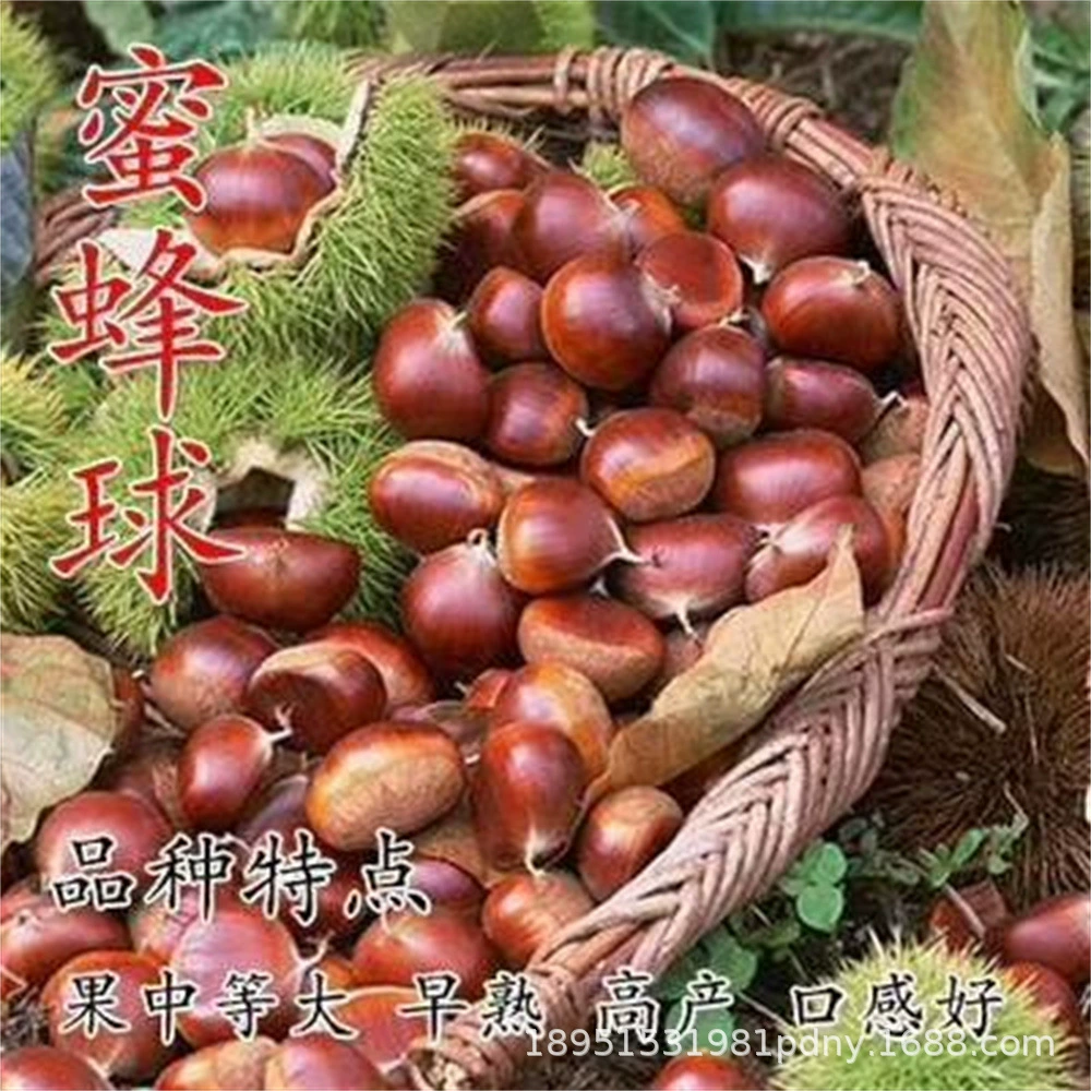 Прививка рассады каштана Луотянь Каштан рассада Очень большая фруктовая рассада в горшке Посадка в Южном и Северном дворе