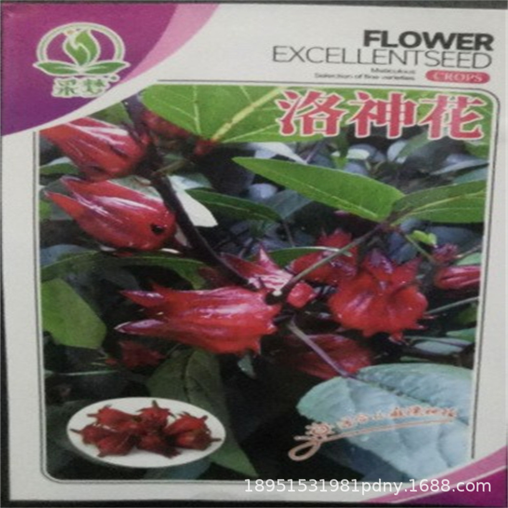 蔬菜种子四季阳台农家盆栽香菜菠菜生菜韭菜小葱草莓籽孑大全种植