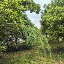 仿真绿植天门东金鱼草亚马逊跨境工程造景插花配件场景装饰绿植