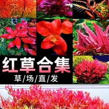 �tɫ�~���쾰ˮ��ֲ����ˮ���~�B�~�t�m͢�ϼt���㵤���tõ��