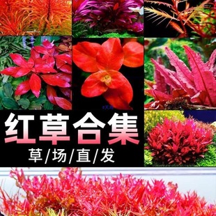 �tɫ�~���쾰ˮ��ֲ����ˮ���~�B�~�t�m͢�ϼt���㵤���tõ��