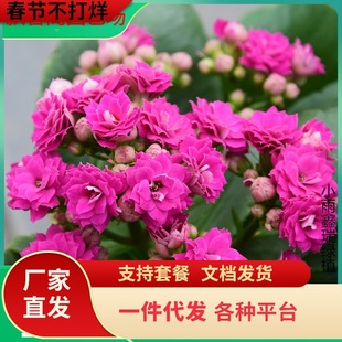 һ�����l�L�ۻ��������G����ΰ��ذ�Gֲ���Ի��ܾGɫ�ļ��_����