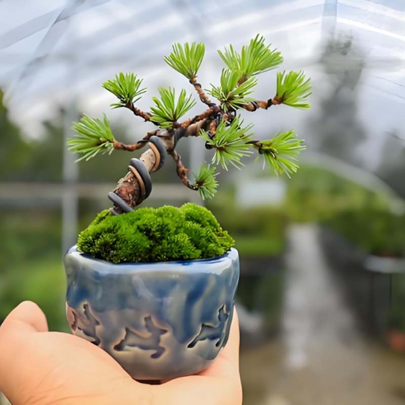 盆景造型专用铝丝铝线盘扎铝丝线蟠扎园艺铁丝花卉罗汉松定型吕丝|undefined