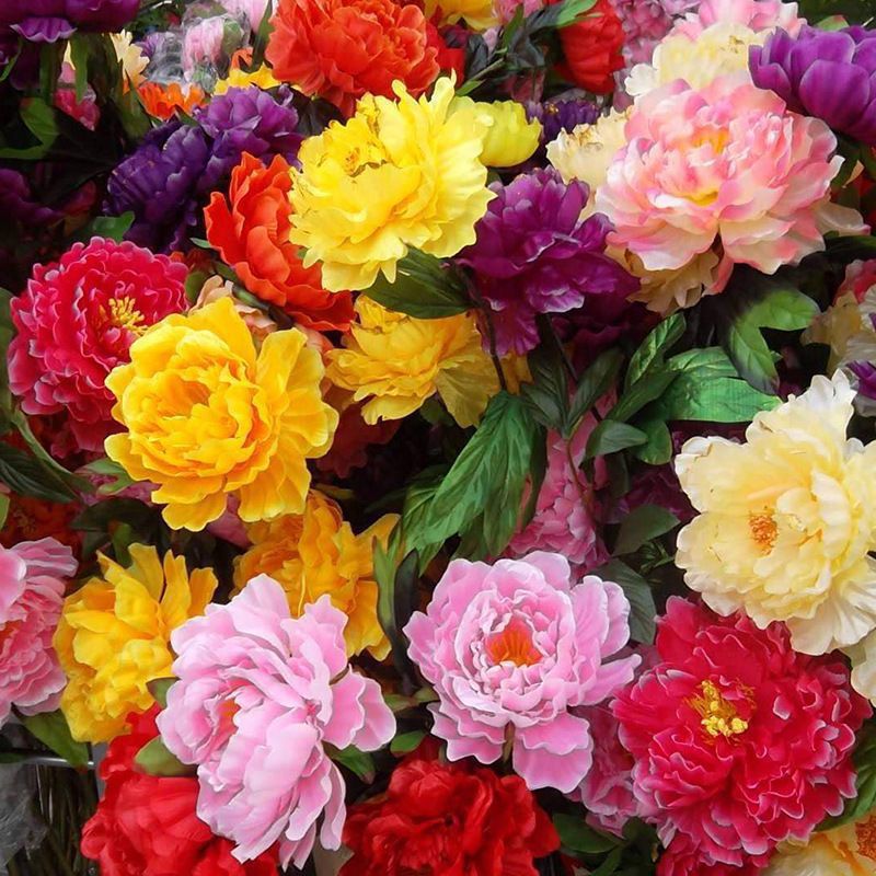 代发牡丹花种子室内外庭院栽种芍药种子大花重瓣花卉籽绿植物盆栽