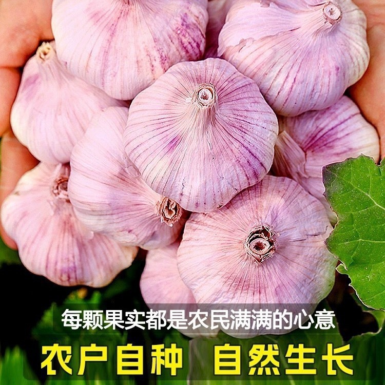 2024 季節のニンニクヘッド卸売乾燥ニンニク紫ニンニクヘッド乾燥ニンニク特大新鮮なニンニク卸売送料無料|undefined