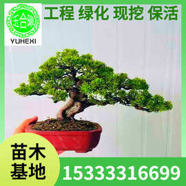 批发日本宫阪系鱼川小苗真柏盆景济州真柏老桩室内客厅迎客松盆栽