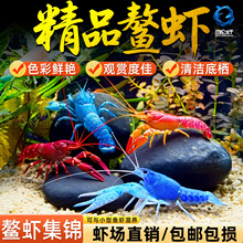 鳌虾观赏虾淡水冷水族耐活体宠物红白蓝色小龙虾火山原生天空蓝魔