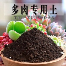 多肉专用土肉肉营养土盆栽土种植土多肉小苗土家庭多肉土花卉土壤