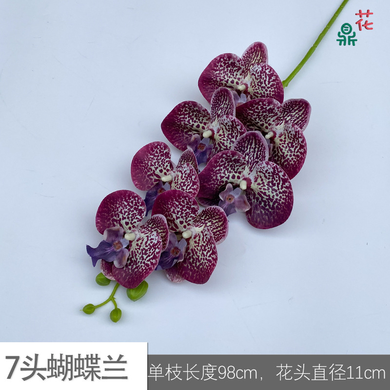 7 phalaenopsis GFG #31 spot purple