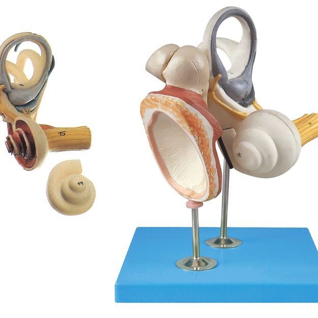 �ڶ�����С�Ǽ���Ĥ�Ŵ�ģ���ڶ��ṹģ�� ������ʽṹ ģ��