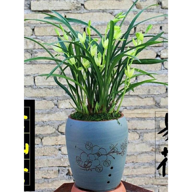 浓香型精品兰花建兰带花苞七仙女素花开花四季室内花卉盆栽好养活