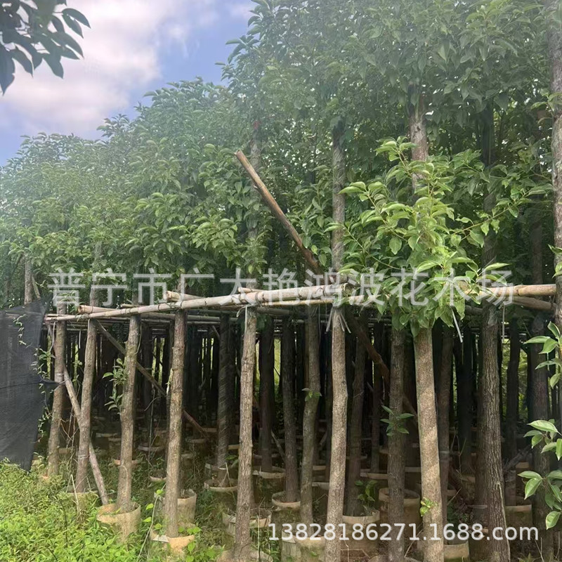 Guangdong Jieyang 3-40cm Chest Diameter Greening Seedlings Camphor Tree Evergreen Camphor Tree Transplanting Saplings Arbors Fake Planting Seedlings