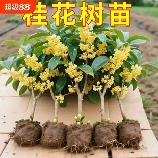 𻨘Խ𵤹_̨҃ͥԺͻֲļС