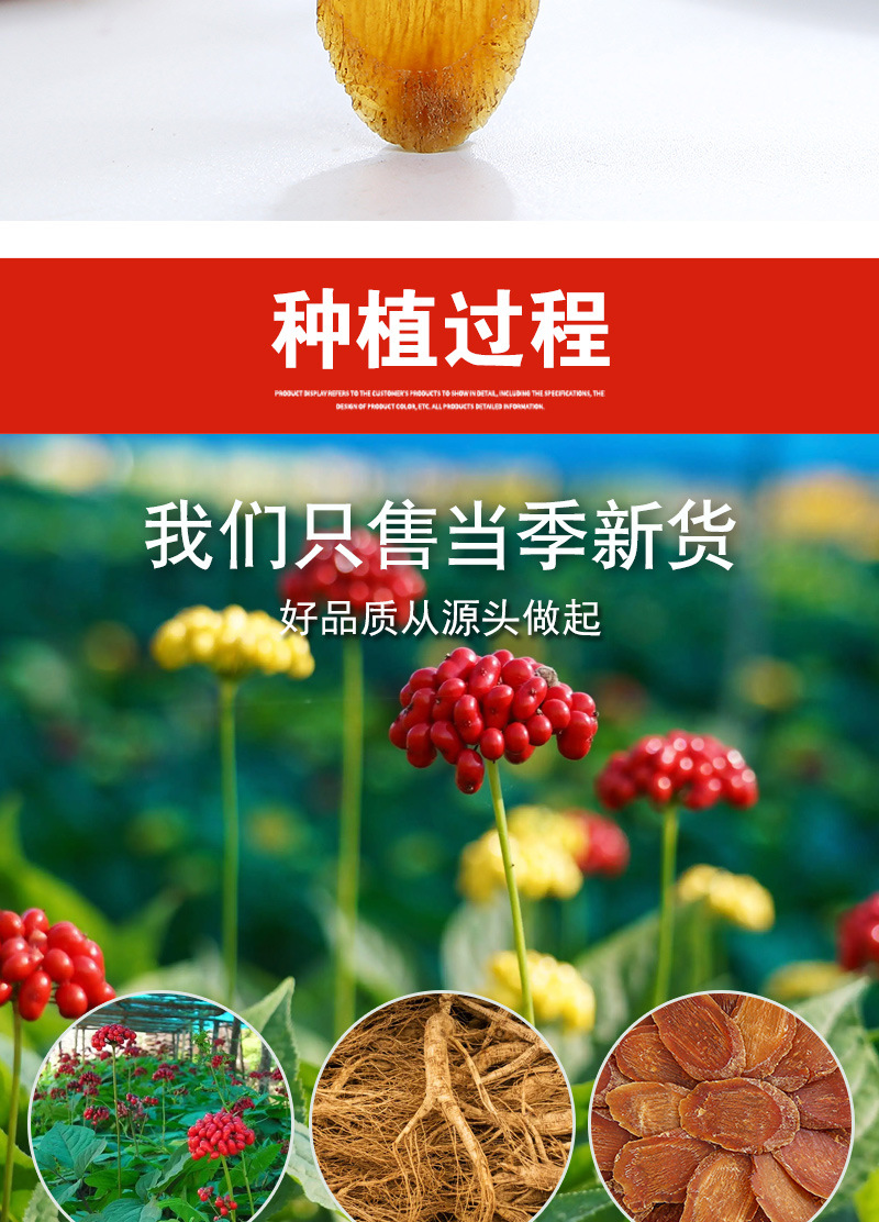 Red Ginseng Slices (Panax ginseng) — Unsweetened Korean-Style Ginseng Root Slices in use
