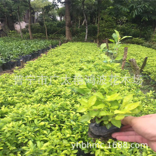 �V�|�Ռ���ֲ���~���B�N�S���~���������@�ֹ����е���ľ�^������