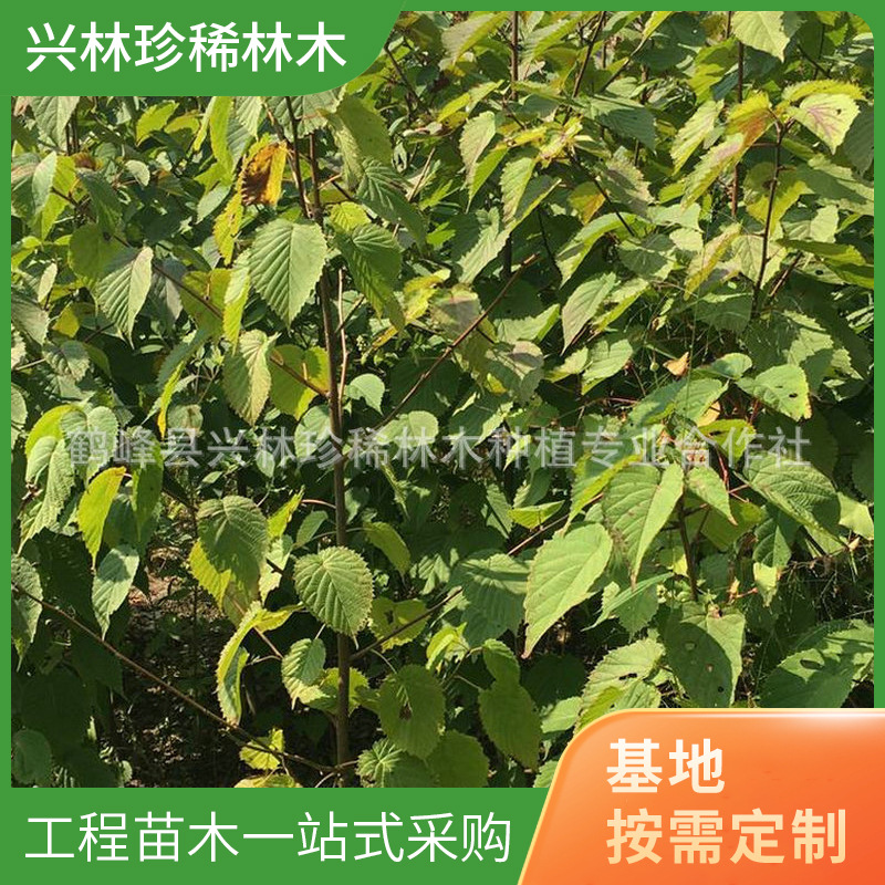 各种规格珙桐苗 庭院别墅观赏景观树珙桐苗 各种规格珙桐苗