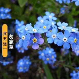 Forget-Me-Not Seeds 200 Chinese Alpine Forget-Me-Not Seeds Can Be Cut Flower Courtyard Indoor and Outdoor Potted Plants for Spring & Fall Sowing