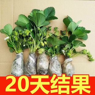 ȫ���Nֲ��20�����L�ɹ������Ͳ�ݮ�N���ļ��Y���ϱ����m��