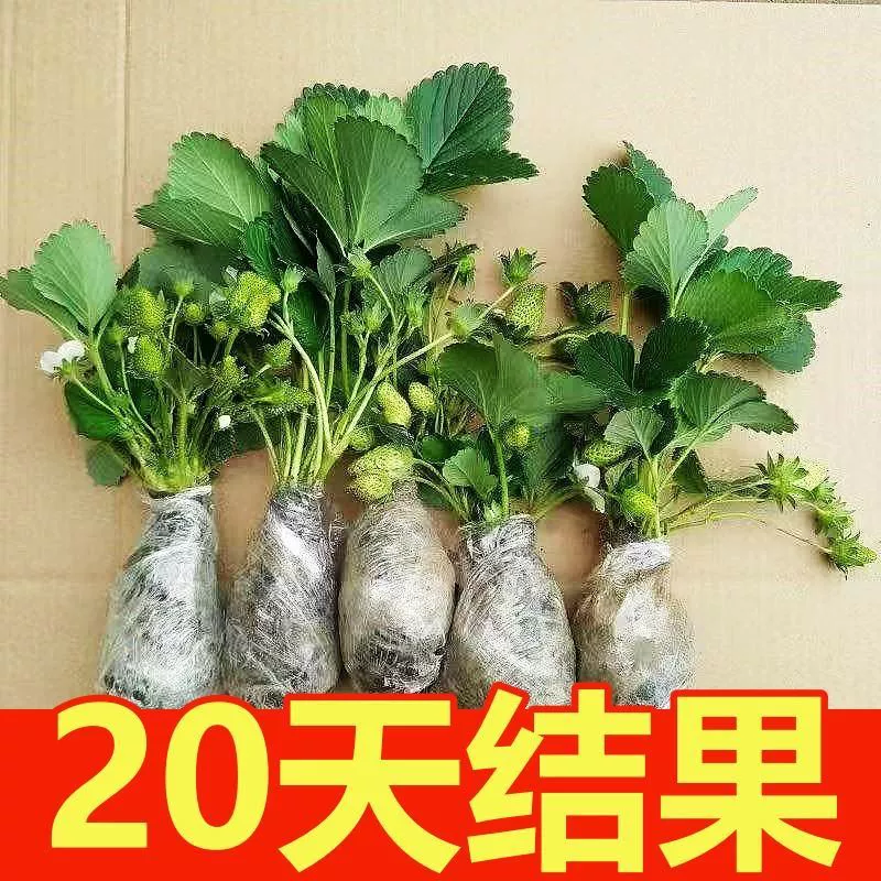 Государственное посадочное хозяйство [результаты быстрого роста за 20 дней] Кремовые клубничные рассады дают урожай в любое время года и подходят как для севера, так и для юга.