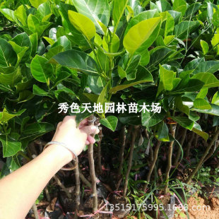 ���}�ۘ���޽�̩���t���ļ���ɏ���S�Ⲥ�}��ľ���}�Ϸ�ͥԺ�Nֲ