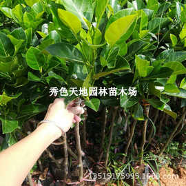 菠萝蜜树苗嫁接泰国红肉四季榴莲蜜黄肉菠萝蜜木菠萝南方庭院种植