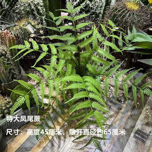 ¿Gֲ [bᎧֲPβާ ˹ާ~