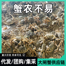 KݾƷlз aֱl l󼯲Ƀr ȫĸ2.510ֻbY