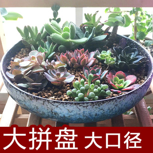 ���⻨��\���մɴ���͸����ˮ��̖�ڏ�ƴ�P�N�y�A����Gֲ΢���^