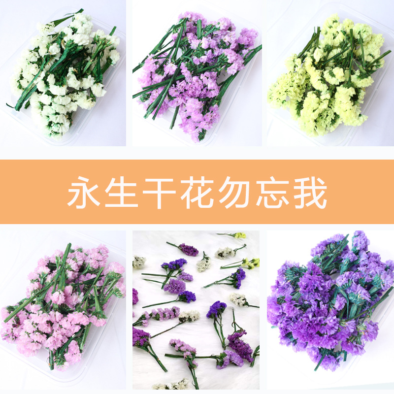 Forget-Me-Not Dried Flowers, Everlasting Flowers, Floral Heads DIY Material Kit, Children's Handmade Resin Aromatherapy Fan, Real Flower Decoration