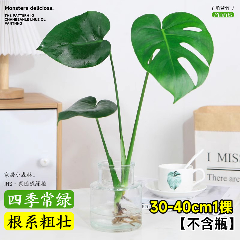 plantas de hidroponía de bambú de tortuga en el interior en cuatro estaciones buenas plantas verdes pequeñas en sala de estar hojas grandes plantas de maceta de pila vieja eliminación de formaldehído