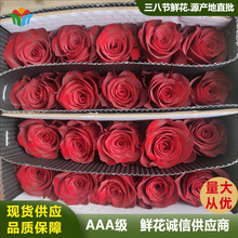 高原紅玫瑰鮮切花雲南基地直批a級玫瑰出口鮮花婚慶活動用花供應