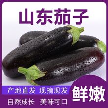 紫茄子 紫茄子品牌 图片 价格 紫茄子批发 阿里巴巴