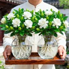 �d�ӻ����Ԏ������҃�ˮ���ļ������_�����B�Gֲ���܏S��ֱ�N���l