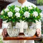 盆栽桌面四季开花花卉