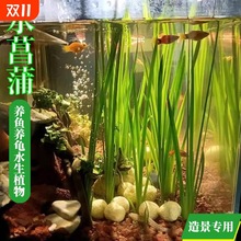 水菖蒲水培植物阳台办公室养龟养鱼沼泽过滤净化水质庭院挺水植物