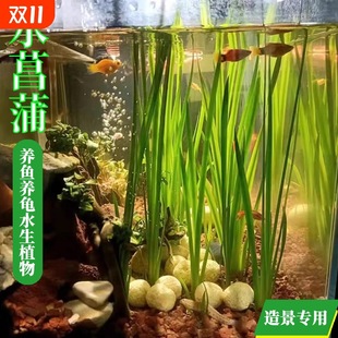 ˮ����ˮ��ֲ���̨�k�����B���B�~�ӝ��^�V����ˮ�|ͥԺͦˮֲ��