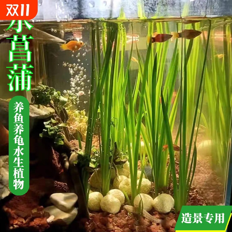 水菖蒲水培植物阳台办公室养龟养鱼沼泽过滤净化水质庭院挺水植物