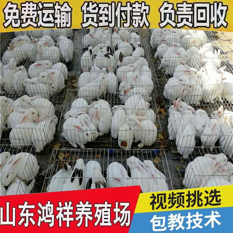 b_1260965202101012206347156.jp