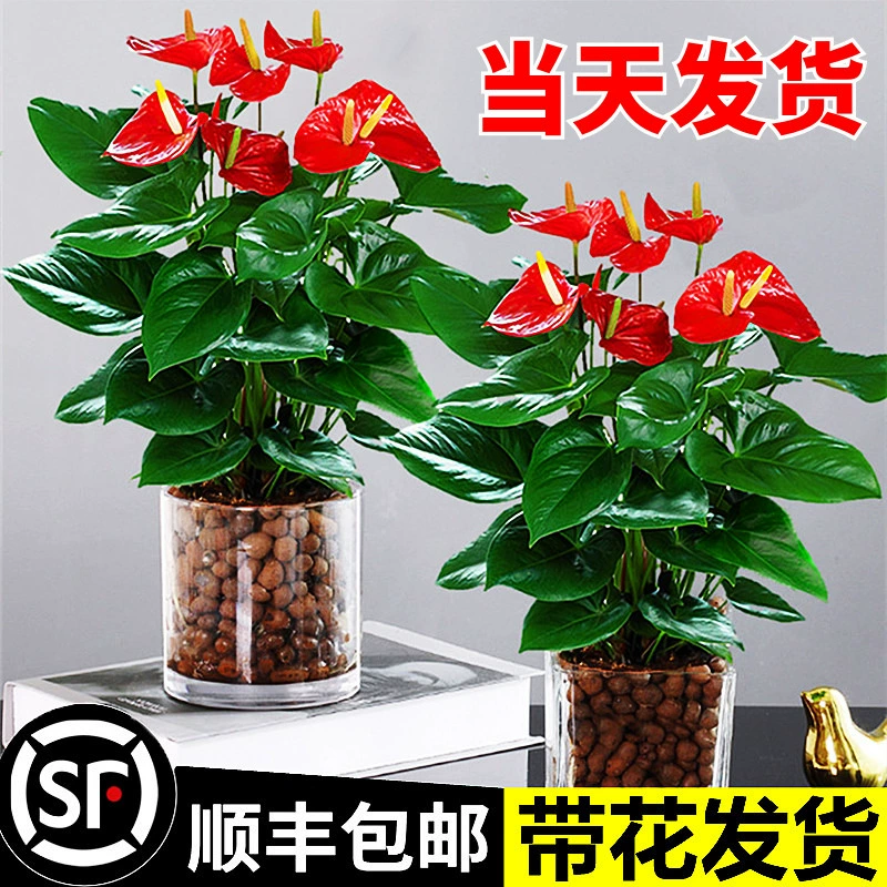 Гидропонный антуриум Andraeanum Белая Пальма Горшечные растения Гладкие парусные цветы и растения Хорошее выращивание в помещении Зеленые растения Lucky Head Four Seasons Цветение